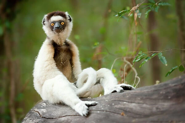 Verreaux's sifaka (Propithecus verreauxi) sitting on log in forest, Berenty forest, southern Madagascar. Critically endangered