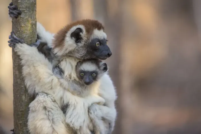 Framed Print : Verreauxs Sifaka (Propithecus verreauxi) holding baby, Berenty Reserve, Madagascar Framed Print : Verreauxs Sifaka (Propithecus verreauxi) holding baby, Berenty Reserve, Madagascar