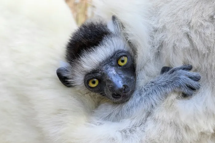 Framed Print : Verreaux's sifaka (Propithecus verreauxi) infant, aged 2-3 months, clinging to mother's fur, Kirindy Forest, Manabe, western Madagascar. Critically endangered Framed Print : Verreaux's sifaka (Propithecus verreauxi) infant, aged 2-3 months, clinging to mother's fur, Kirindy Forest, Manabe, western Madagascar. Critically endangered