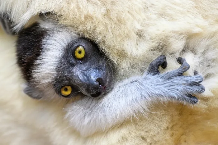Framed Print : Verreaux's sifaka (Propithecus verreauxi) infant, aged 2-3 months, clinging to mother's fur, Kirindy Forest, Manabe, western Madagascar. Critically endangered Framed Print : Verreaux's sifaka (Propithecus verreauxi) infant, aged 2-3 months, clinging to mother's fur, Kirindy Forest, Manabe, western Madagascar. Critically endangered