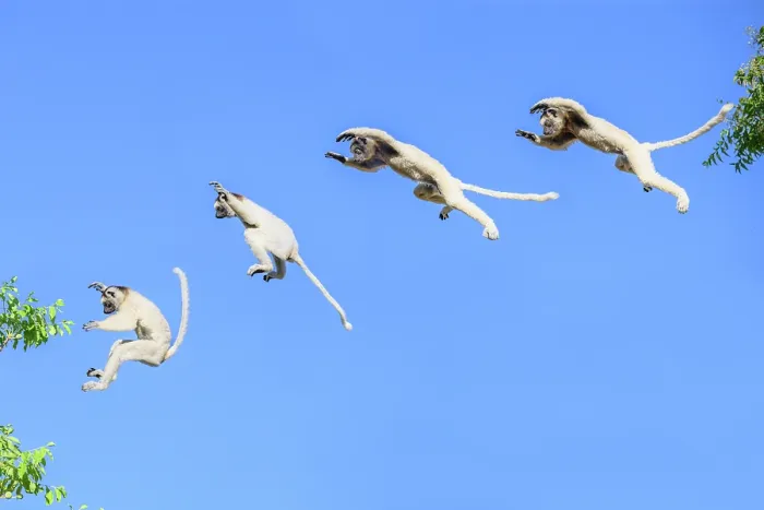 Framed Print : Verreaux's sifaka (Propithecus verreauxi) leaping between trees in forest canopy, Berenty Private Reserve, southern Madagascar. Critically endangered. Composite image Framed Print : Verreaux's sifaka (Propithecus verreauxi) leaping between trees in forest canopy, Berenty Private Reserve, southern Madagascar. Critically endangered. Composite image
