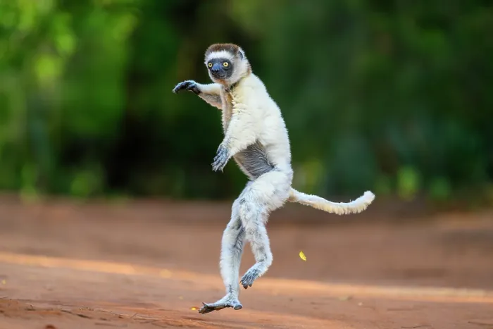 Framed Print : Verreaux's sifaka (Propithecus verreauxi) male, bounding across open ground in early morning sunshine, Berenty Private Reserve, southern Madagascar. Critically endangered Framed Print : Verreaux's sifaka (Propithecus verreauxi) male, bounding across open ground in early morning sunshine, Berenty Private Reserve, southern Madagascar. Critically endangered