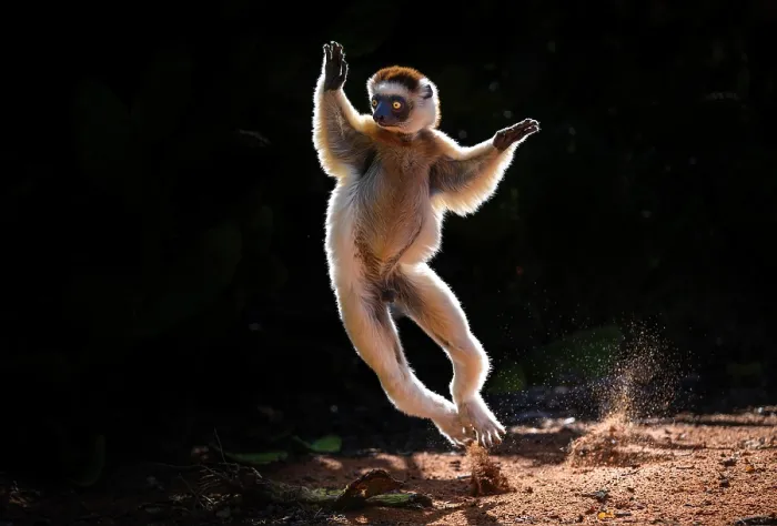 Framed Print : Verreaux's sifaka (Propithecus verreauxi) male, bounding across open ground in early morning sunshine, Berenty Private Reserve, southern Madagascar. Critically endangered Framed Print : Verreaux's sifaka (Propithecus verreauxi) male, bounding across open ground in early morning sunshine, Berenty Private Reserve, southern Madagascar. Critically endangered
