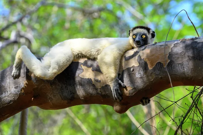 Framed Print : Verreaux's sifaka (Propithecus verreauxi) resting on tree bough during heat of the day in dry deciduous forest, Kirindy Forest, Menabe, western Madagascar. Critically endangered Framed Print : Verreaux's sifaka (Propithecus verreauxi) resting on tree bough during heat of the day in dry deciduous forest, Kirindy Forest, Menabe, western Madagascar. Critically endangered