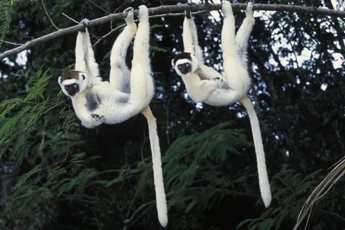 Framed Print : Two Verreauxs sifakas (Propithecus verreauxi) hanging from a branch, Nahampoana reserve Framed Print : Two Verreauxs sifakas (Propithecus verreauxi) hanging from a branch, Nahampoana reserve