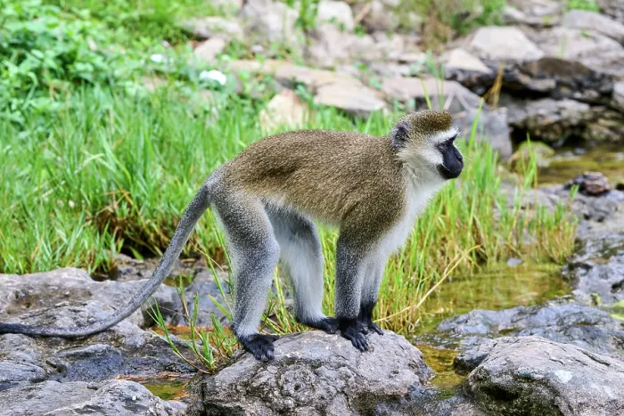 Framed Print : Vervet monkey (Chlorocebus pygerythrus) standing on a boulder, Kivu Lake, Rwanda Framed Print : Vervet monkey (Chlorocebus pygerythrus) standing on a boulder, Kivu Lake, Rwanda