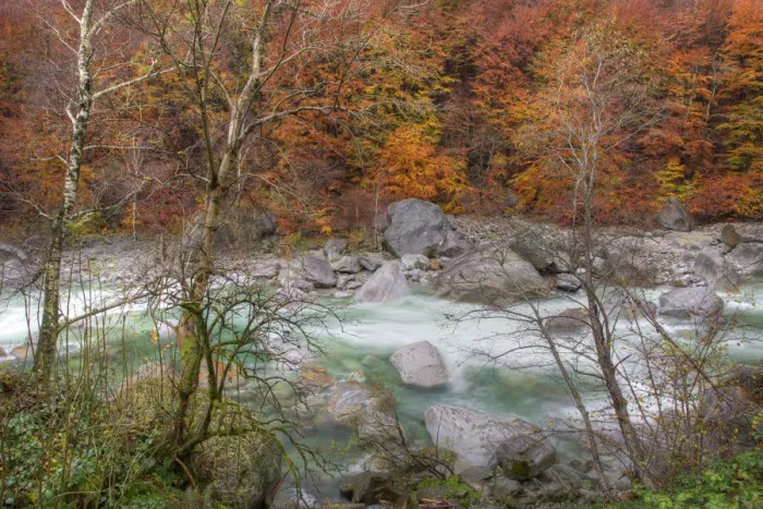 Framed Print : Verzasca River and autumn trees, Canton Tessin, Switzerland Framed Print : Verzasca River and autumn trees, Canton Tessin, Switzerland