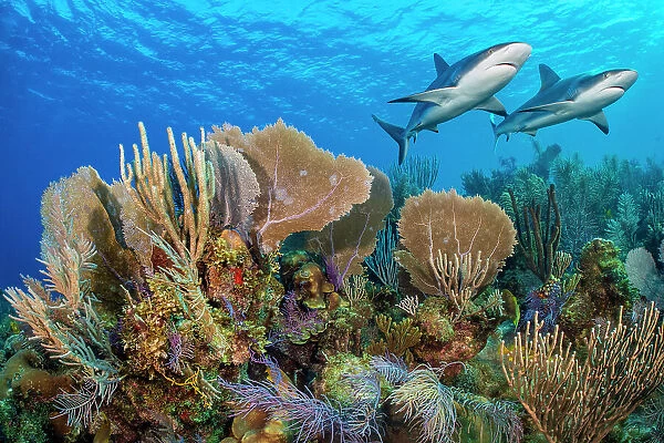 A vibrant Caribbean coral reef with two Reef sharks (Carcharhinus perezi) and Common sea fans (Gorgonia ventalina) and sea plumes (Pseudopterogorgia sp). Jardines de la Reina, Gardens of the Queen National Park, Cuba. Caribbean Sea