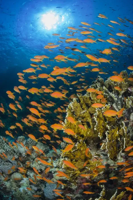 Framed Print : Vibrant Red Sea reef scene, with orange female Scalefin anthias (Pseudanthias squamipinnis) Framed Print : Vibrant Red Sea reef scene, with orange female Scalefin anthias (Pseudanthias squamipinnis)