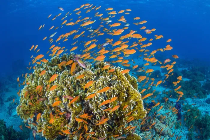 Framed Print : Vibrant Red Sea reef scene, with orange female Scalefin anthias (Pseudanthias squamipinnis) Framed Print : Vibrant Red Sea reef scene, with orange female Scalefin anthias (Pseudanthias squamipinnis)