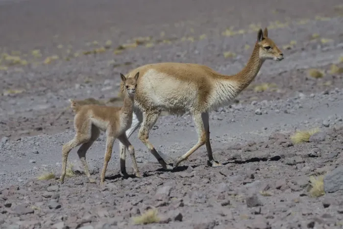 Framed Print : Vicuna (Vicugna vicugna) mother with young, Laguna Hedionda, Altiplano, Bolivia Framed Print : Vicuna (Vicugna vicugna) mother with young, Laguna Hedionda, Altiplano, Bolivia