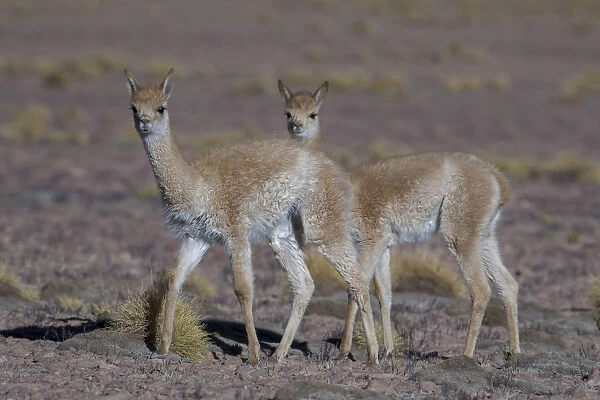 Vicuna (Vicugna vicugna) Quetena, Altiplano, Bolivia