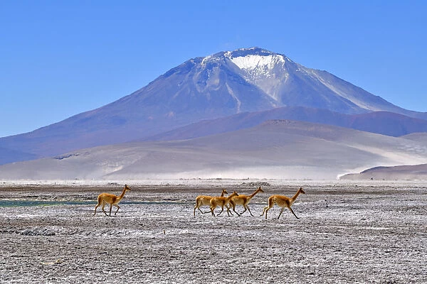 Vicuna (Vicugna vicugna), five running across salt flat with mountain in background