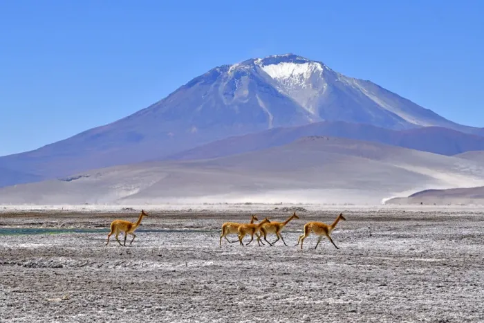 Framed Print : Vicuna (Vicugna vicugna), five running across salt flat with mountain in background