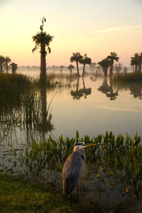 Framed Print : Viera Wetlands at sunrise with Great Blue Heron (Ardea herodias) in the foreground Framed Print : Viera Wetlands at sunrise with Great Blue Heron (Ardea herodias) in the foreground