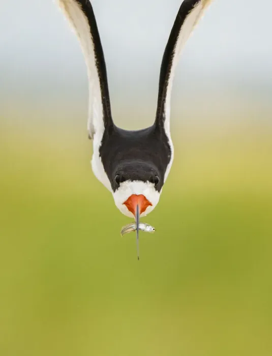 Framed Print : Front view of an adult Black skimmer (Rynchops niger) in flight carrying a fish Framed Print : Front view of an adult Black skimmer (Rynchops niger) in flight carrying a fish
