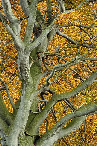 View up into Beech tree (Fagus sylvatica) in autumn, Berwickshire, Scotland, UK, October