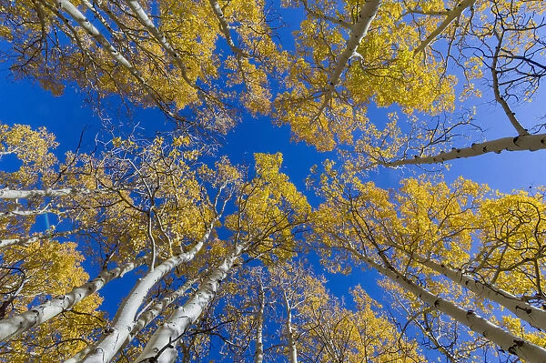View up into canopy of Aspen (Populus) trees against blue sky in autumn, Grand Staircase-Escalante