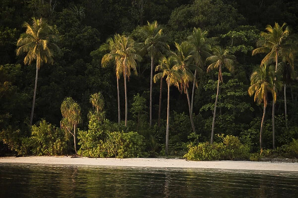 View of coastal beach with palm trees in Raja Ampat, West Papua, Indonesia. Pacific Ocean
