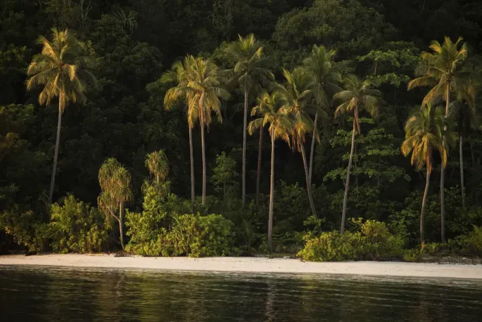 Framed Print : View of coastal beach with palm trees in Raja Ampat, West Papua, Indonesia. Pacific Ocean Framed Print : View of coastal beach with palm trees in Raja Ampat, West Papua, Indonesia. Pacific Ocean