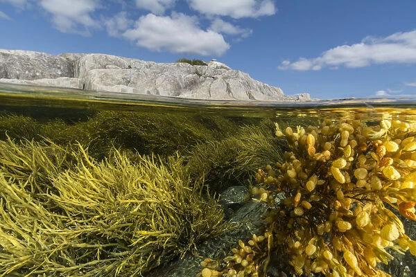 View of colorful seaweeds and rich intertidal zone around Borgles Island, Nova Scotia
