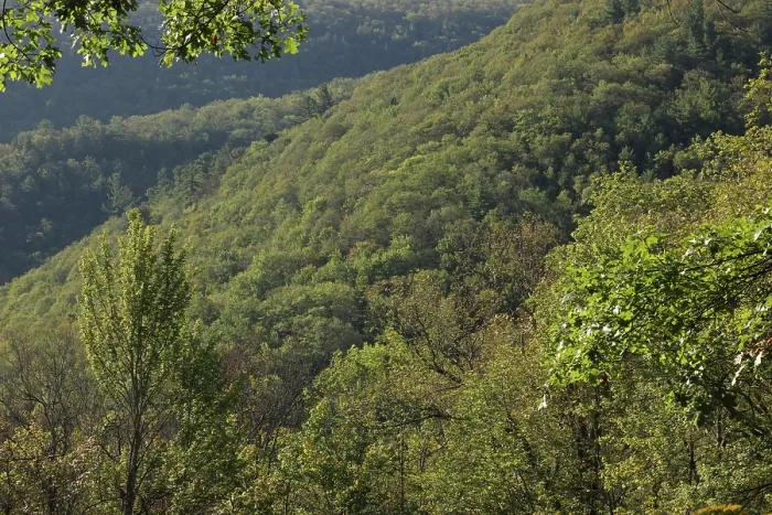 Framed Print : View of dense woodland on mountainside, habitat of the Timber rattlesnake (Crotalus horridus), Pennsylvania, USA. September, 2023 Framed Print : View of dense woodland on mountainside, habitat of the Timber rattlesnake (Crotalus horridus), Pennsylvania, USA. September, 2023
