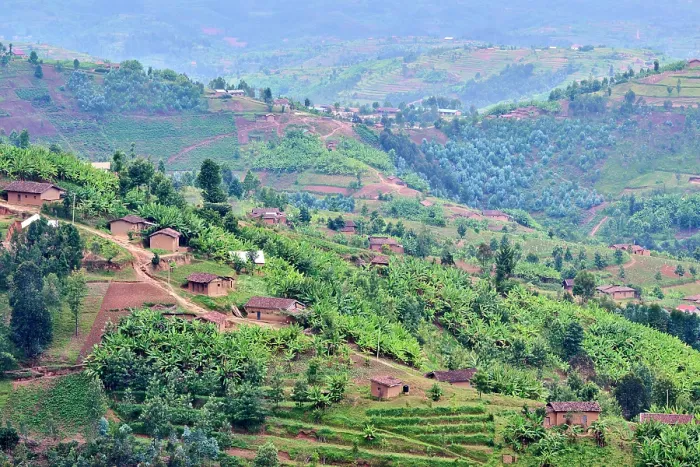 Framed Print : View over farmland and traditional houses, fields and tea plantation, Gishwati district, Rwanda. March, 2025 Framed Print : View over farmland and traditional houses, fields and tea plantation, Gishwati district, Rwanda. March, 2025