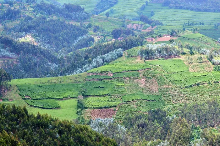 Framed Print : View over farmland and traditional houses, fields and tea plantation, Gishwati district, Rwanda. March, 2025 Framed Print : View over farmland and traditional houses, fields and tea plantation, Gishwati district, Rwanda. March, 2025