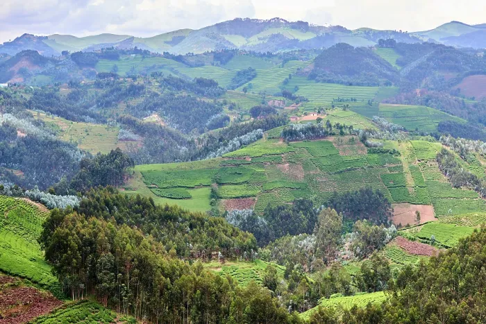 Framed Print : View over farmland and traditional houses, fields and tea plantation, Gishwati district, Rwanda. March, 2025