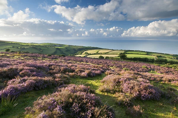 View of flowering heather, farmland and coastline near Porlock, Exmoor National Park