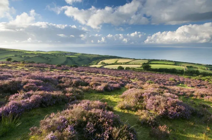 Framed Print : View of flowering heather, farmland and coastline near Porlock, Exmoor National Park Framed Print : View of flowering heather, farmland and coastline near Porlock, Exmoor National Park
