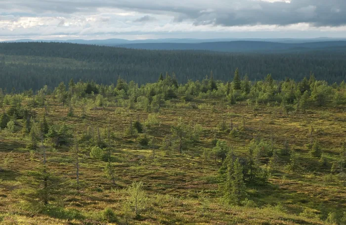 Framed Print : View of forest landscape, Riisitunturi National Park, Finnish Lapland, Finland. July, 2023 Framed Print : View of forest landscape, Riisitunturi National Park, Finnish Lapland, Finland. July, 2023