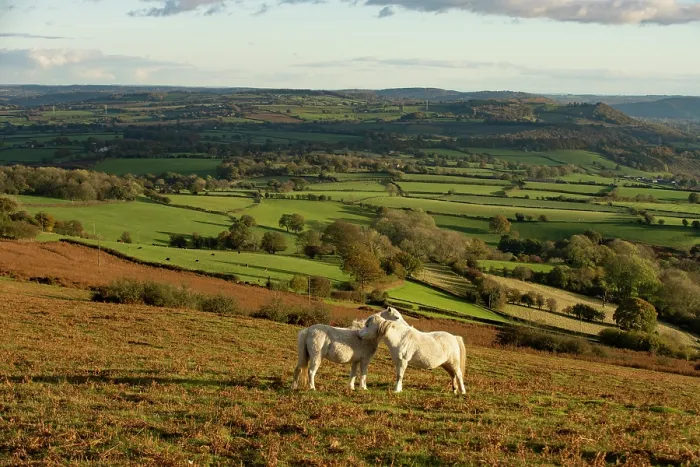 Framed Print : View from Garway Hill towards Monmouthshire with two Welsh mountain ponies (Equus caballus) allo-grooming, Herefordshire, England, UK. November, 2023