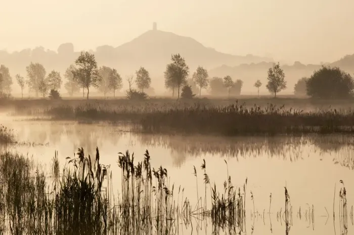 Framed Print : View towards Glastonbury Tor over reedbeds at dawn, Somerset, England Framed Print : View towards Glastonbury Tor over reedbeds at dawn, Somerset, England