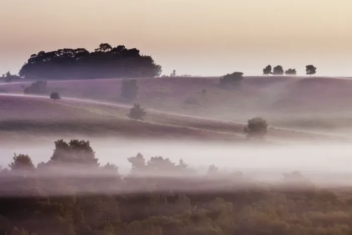 Framed Print : View over heathland at dawn, with flowering heather (Erica), Linwood, New Forest National Park