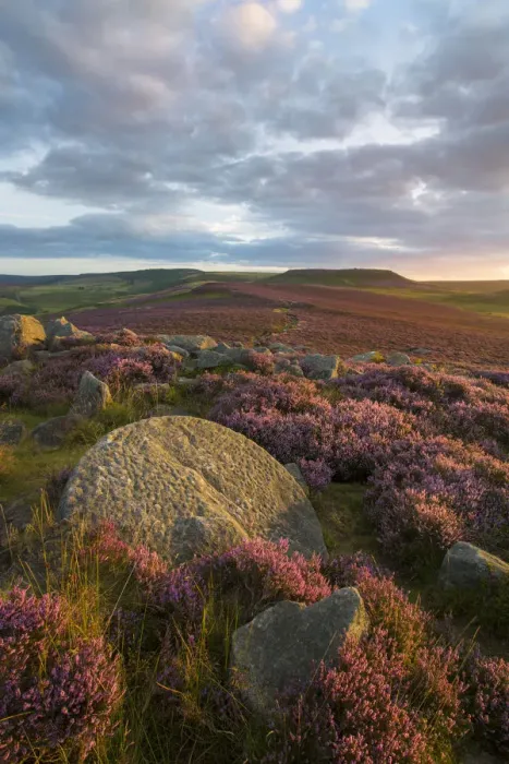 Framed Print : View towards Higger Tor from Over Owler Tor with heather in full bloom Framed Print : View towards Higger Tor from Over Owler Tor with heather in full bloom
