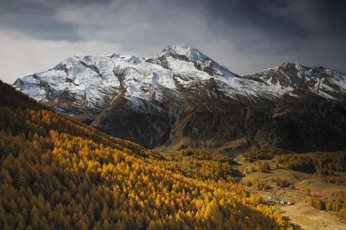Framed Print : View of Le Mont Pourri, with European larch (Larix decidua) forest, Le Monal Vanoise National Park Framed Print : View of Le Mont Pourri, with European larch (Larix decidua) forest, Le Monal Vanoise National Park