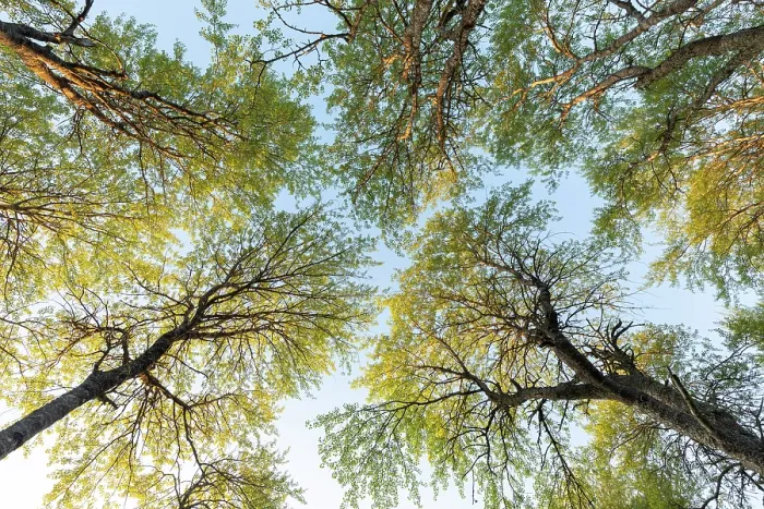 Framed Print : View looking up at Aspen (Populus tremula) canopy in evening light, Cairngorms National Park, Scotland, UK. June Framed Print : View looking up at Aspen (Populus tremula) canopy in evening light, Cairngorms National Park, Scotland, UK. June