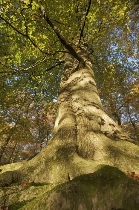 Framed Print : View looking up European beech (Fagus sylvatica) tree trunk, Klampenborg Dyrehaven Framed Print : View looking up European beech (Fagus sylvatica) tree trunk, Klampenborg Dyrehaven