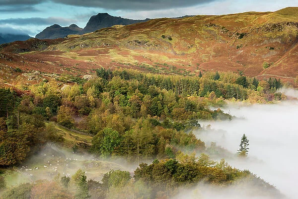 View from Loughrigg, with autumn colour and morning mist, near Grasmere, The Lake District, Cumbria, UK. October 2012