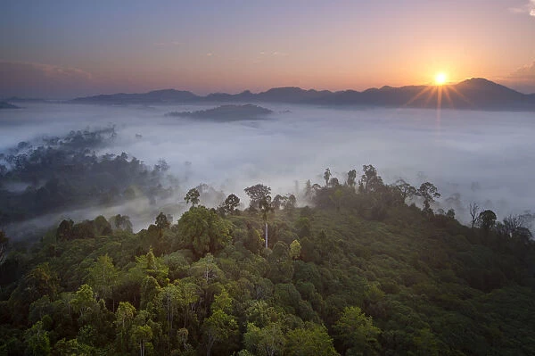 View over lowland dipterocarp rainforest at dawn. Danum Valley, Sabah, Borneo, May 2011