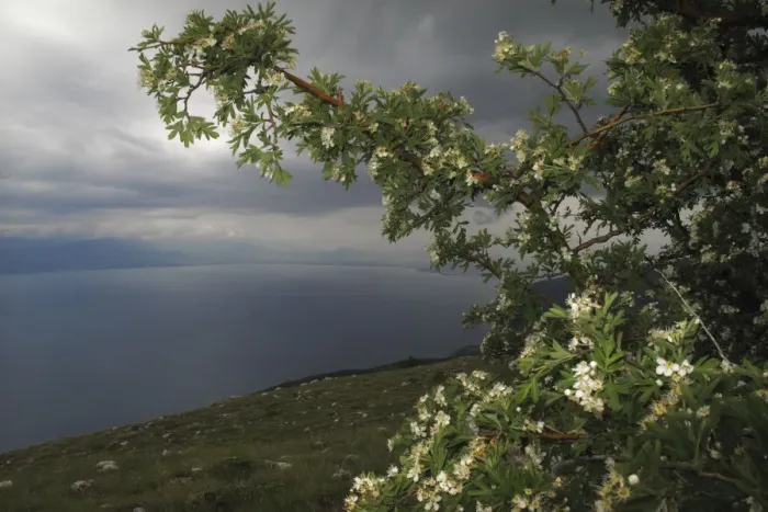 Framed Print : View from Mount Baba of Lake Ohrid, Galicica National Park, Macedonia, June 2009 Framed Print : View from Mount Baba of Lake Ohrid, Galicica National Park, Macedonia, June 2009