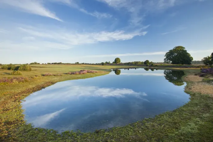 Framed Print : View over New Forest flood pool at Fritham Cross at dawn, New Forest National Park Framed Print : View over New Forest flood pool at Fritham Cross at dawn, New Forest National Park