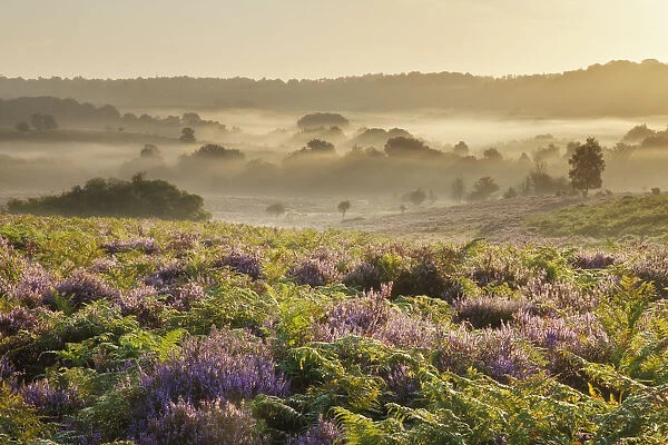 View over New Forest heathland with Ling (Calluna vulgaris) and Bell Heather (Erica cinerea)
