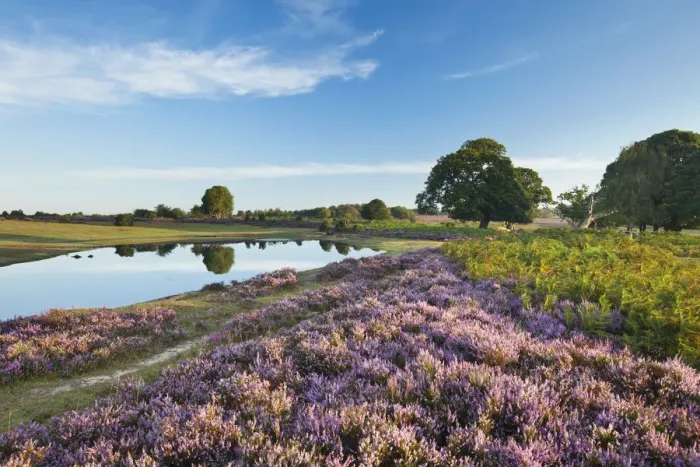 Framed Print : View over New Forest heathland with Ling (Calluna vulgaris), Bell Heather (Erica cinerea) and pool Framed Print : View over New Forest heathland with Ling (Calluna vulgaris), Bell Heather (Erica cinerea) and pool