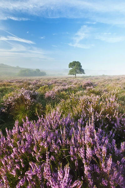 View over New Forest heathland with Ling (Calluna vulgaris) and Bell Heather (Erica cinerea)