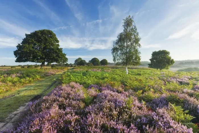 Framed Print : View over New Forest heathland Ling (Calluna vulgaris) and Bell Heather (Erica cinerea) Framed Print : View over New Forest heathland Ling (Calluna vulgaris) and Bell Heather (Erica cinerea)