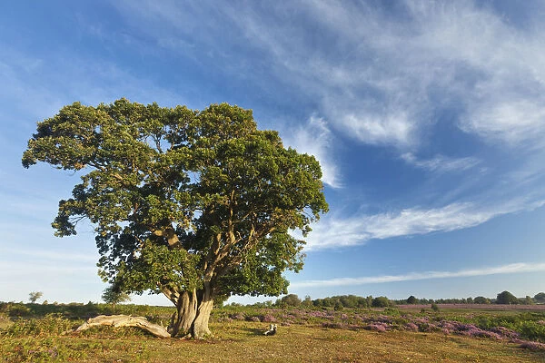 View over New Forest heathland with Oak (Quercus robur) tree