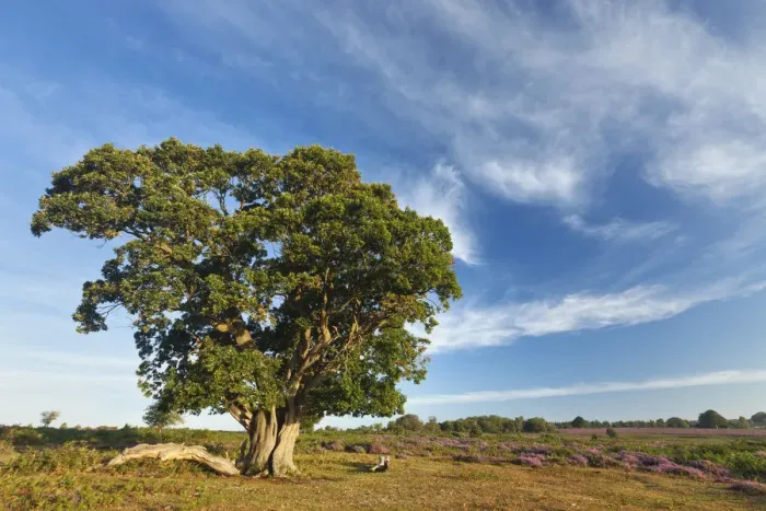 Framed Print : View over New Forest heathland with Oak (Quercus robur) tree Framed Print : View over New Forest heathland with Oak (Quercus robur) tree