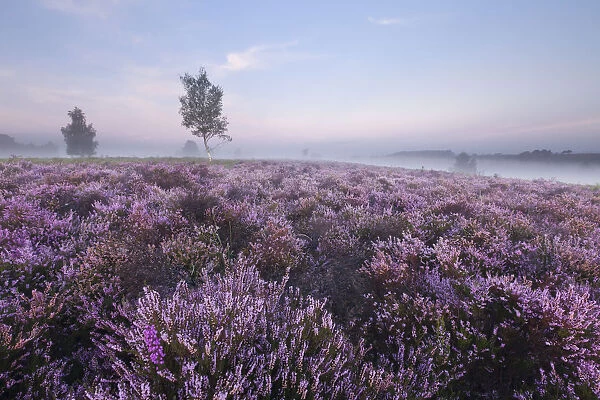View over New Forest Ling (Calluna vulgaris) and Bell Heather (Erica cinerea) at